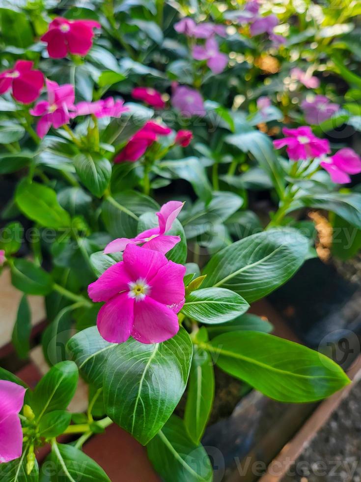 jardinería de flores de colores botánicos al aire libre. parque de decoración romántica, hermosa planta de flor de camelia roja, púrpura y amarilla en primavera de verano. fondo de parque natural al aire libre. nadie. foto