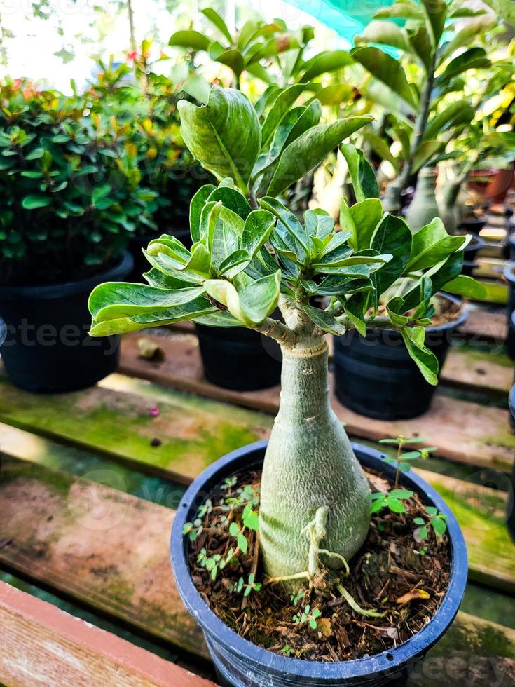 maceta botánica suculenta al aire libre en casa verde. planta de interior de primavera en maceta en el suelo del jardín. botánica verde jardinería natural, hermosa maceta tropical exótica fresca. foto