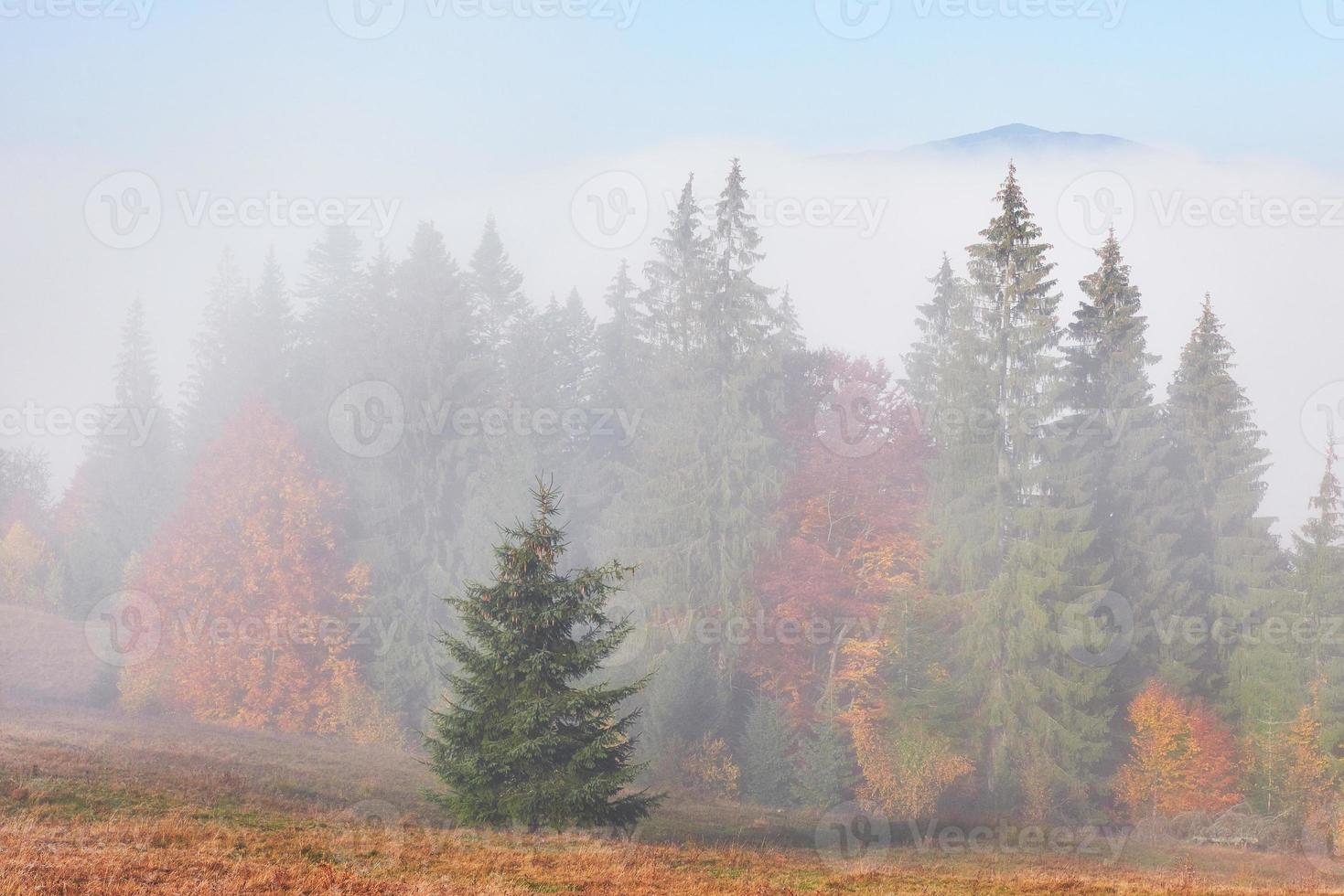 hermosa niebla matutina y rayos de sol en la ladera de la montaña en el bosque de pinos de otoño foto