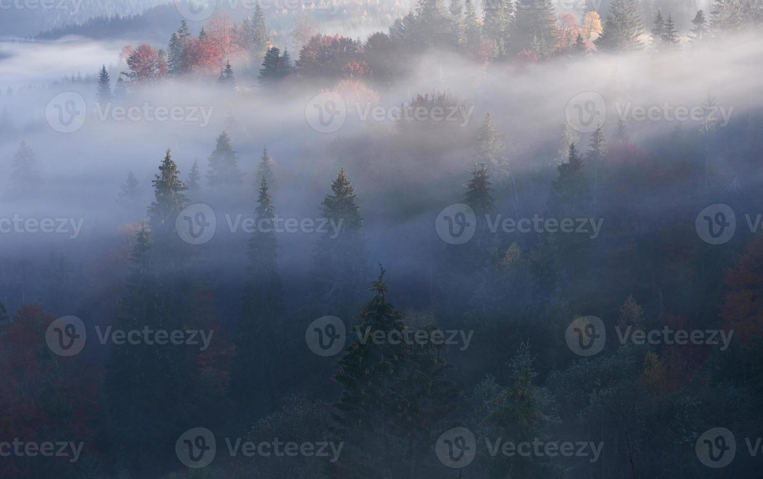 Misty beech forest on the mountain slope in a nature reserve photo