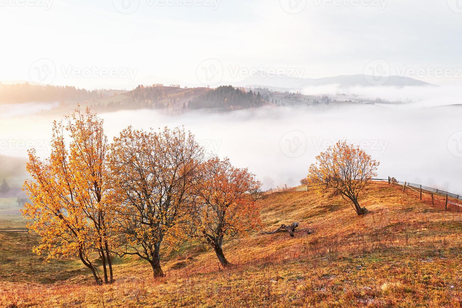 Shiny tree on a hill slope with sunny beams at mountain valley covered with fog. Gorgeous morning scene. Red and yellow autumn leaves. Carpathians, Ukraine, Europe. Discover the world of beauty photo