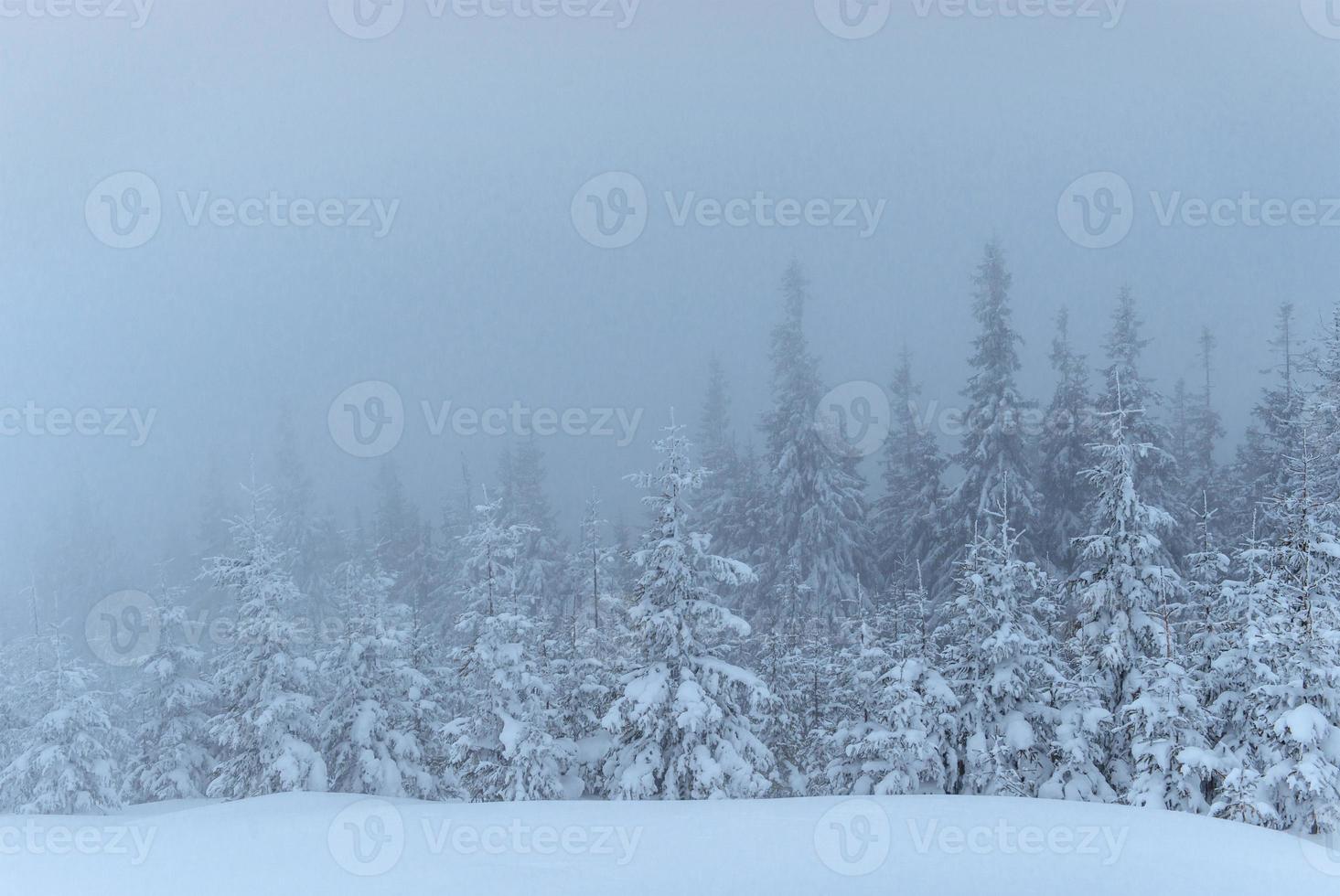 bosque de invierno congelado en la niebla. pino en la naturaleza cubierto de nieve fresca cárpatos, ucrania foto