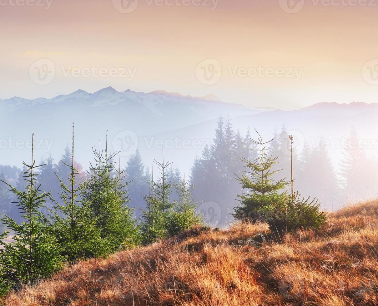 Morning fog creeps with scraps over autumn mountain forest covered in gold leaves. Snowy peaks of majestic mountains in the background photo
