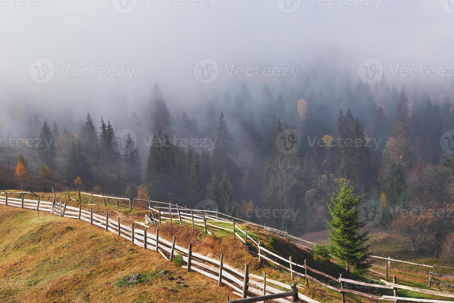 Beautiful morning fog and sunbeams on the mountain slope in the autumn pine forest photo