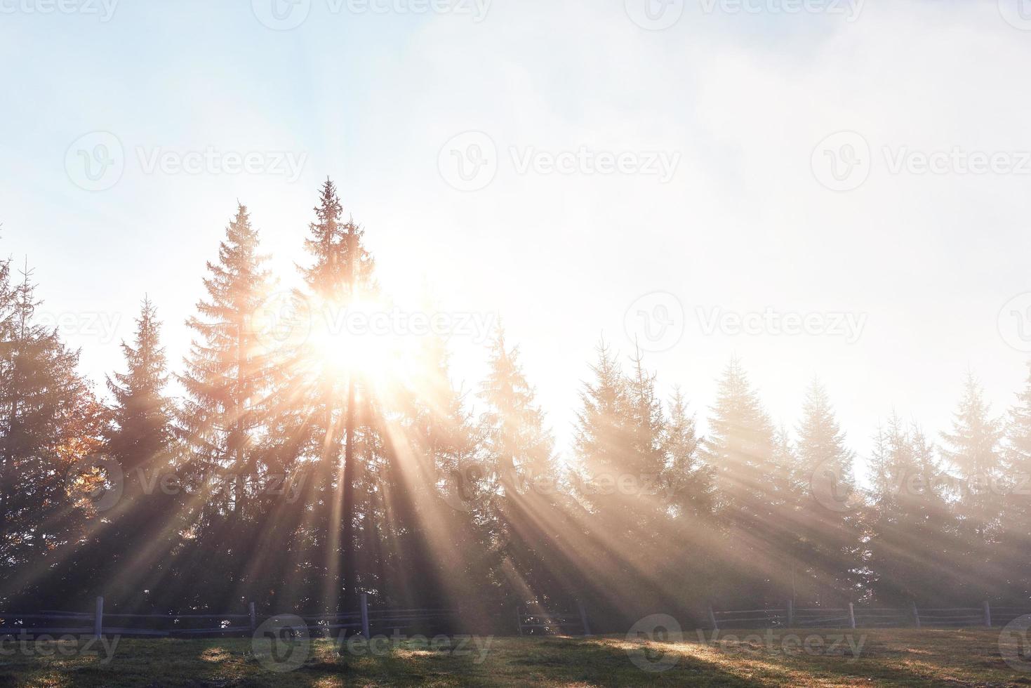hermosa niebla matutina y rayos de sol en el bosque de pinos de otoño foto