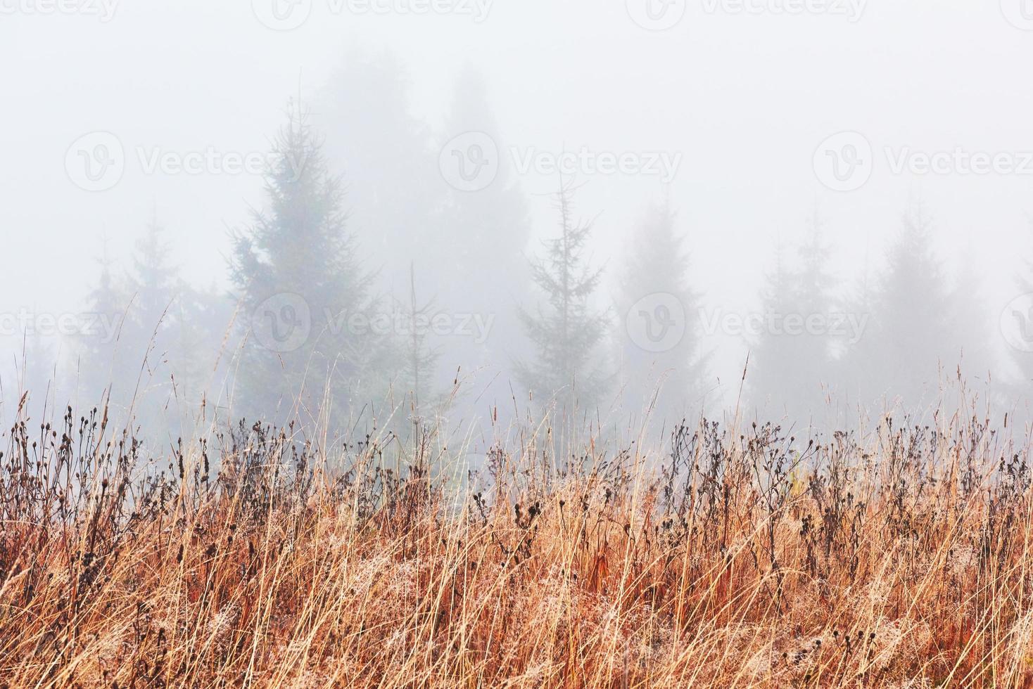 Misty beech forest on the mountain slope in a nature reserve photo