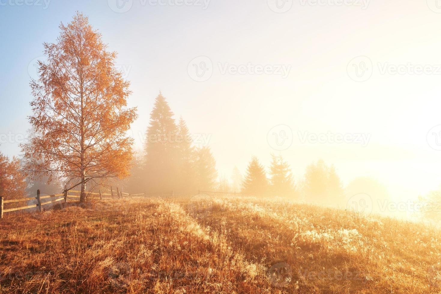 árbol brillante en la ladera de una colina con rayos soleados en el valle de la montaña cubierto de niebla. hermosa escena de la mañana. hojas de otoño rojas y amarillas. cárpatos, ucrania, europa. descubre el mundo de la belleza foto