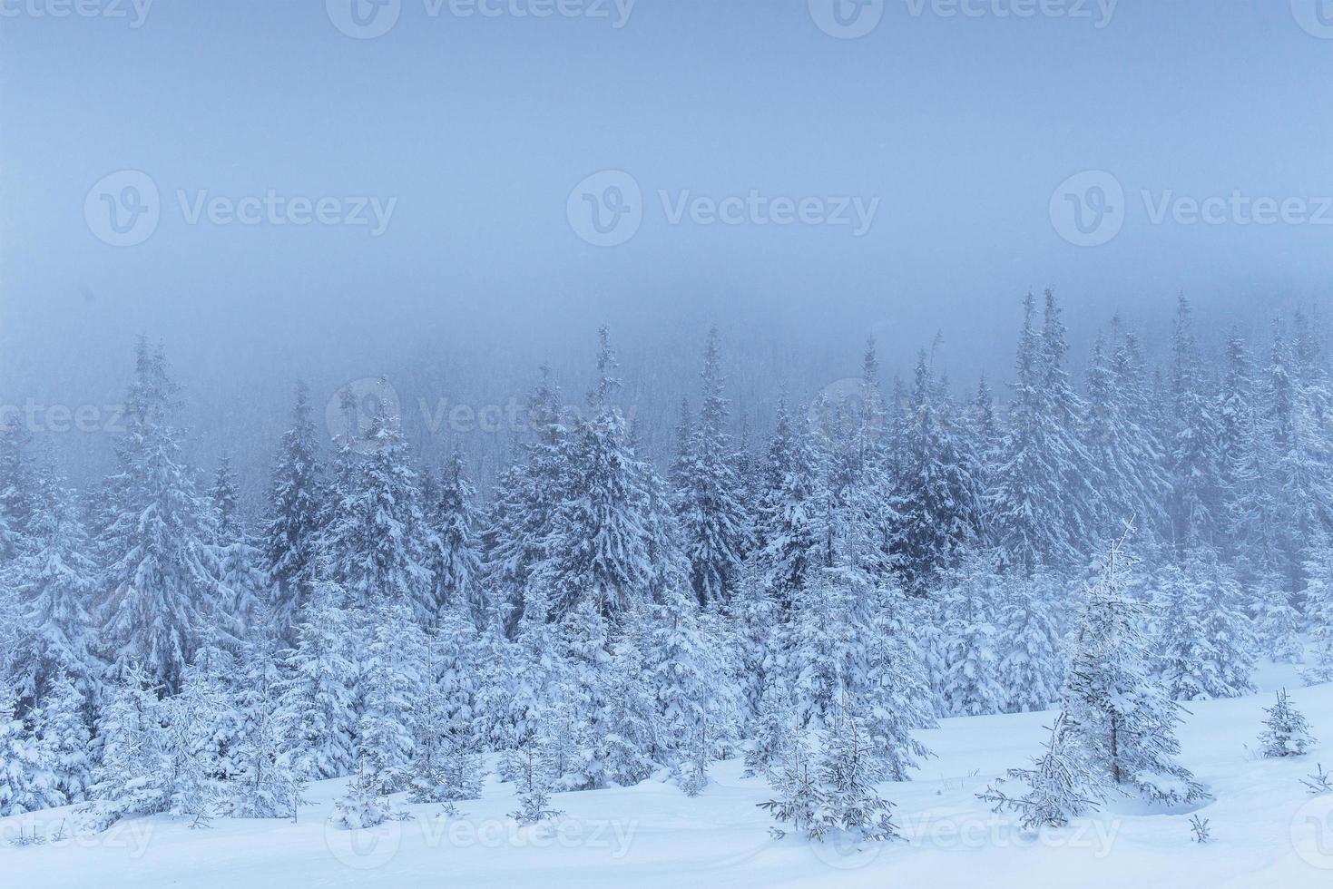 Frozen winter forest in the fog. Pine tree in nature covered with fresh snow Carpathian, Ukraine photo