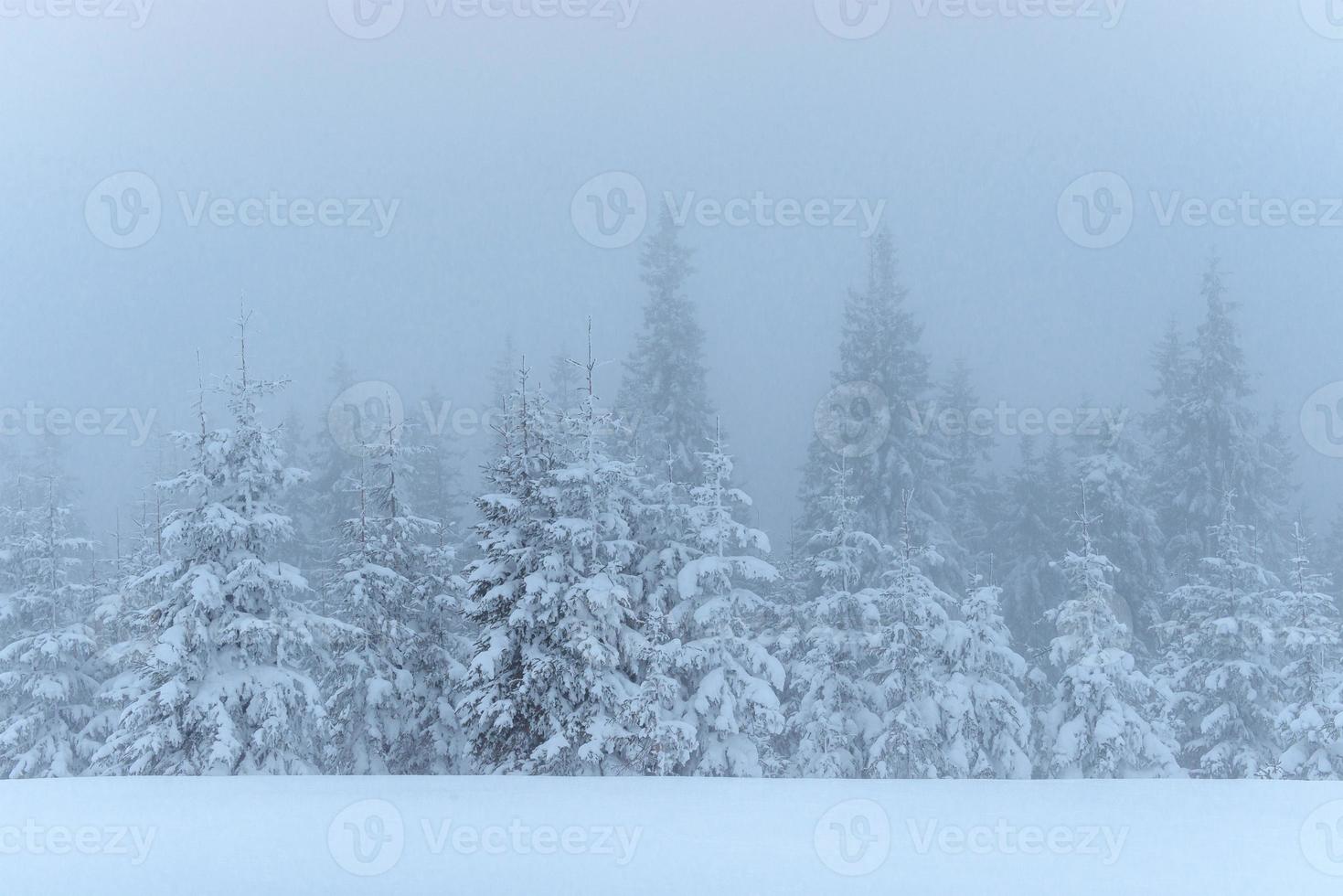 Frozen winter forest in the fog. Pine tree in nature covered with fresh snow Carpathian, Ukraine photo