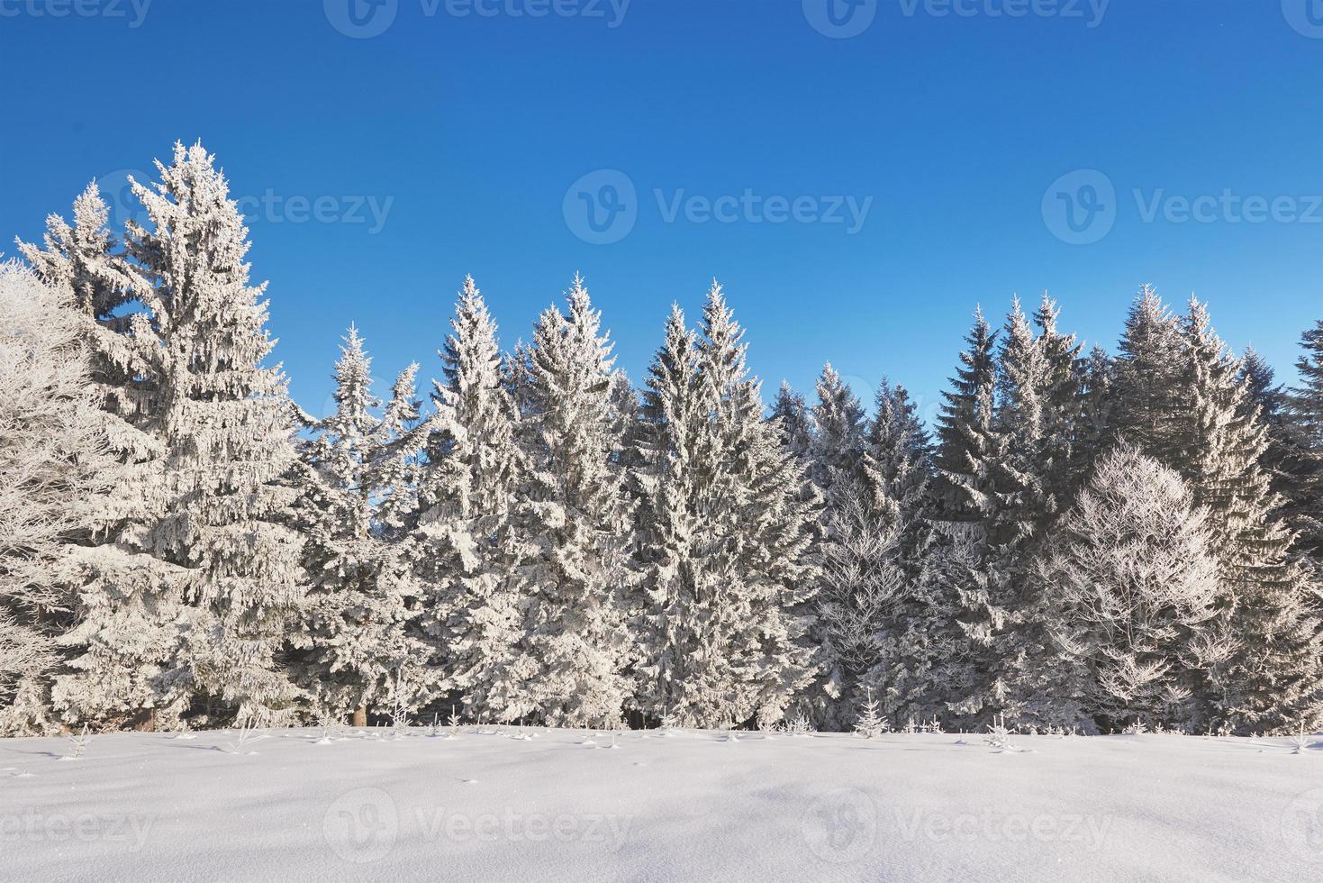 Mysterious winter landscape majestic mountains in winter. Magical winter snow covered tree. Carpathian. Ukraine photo