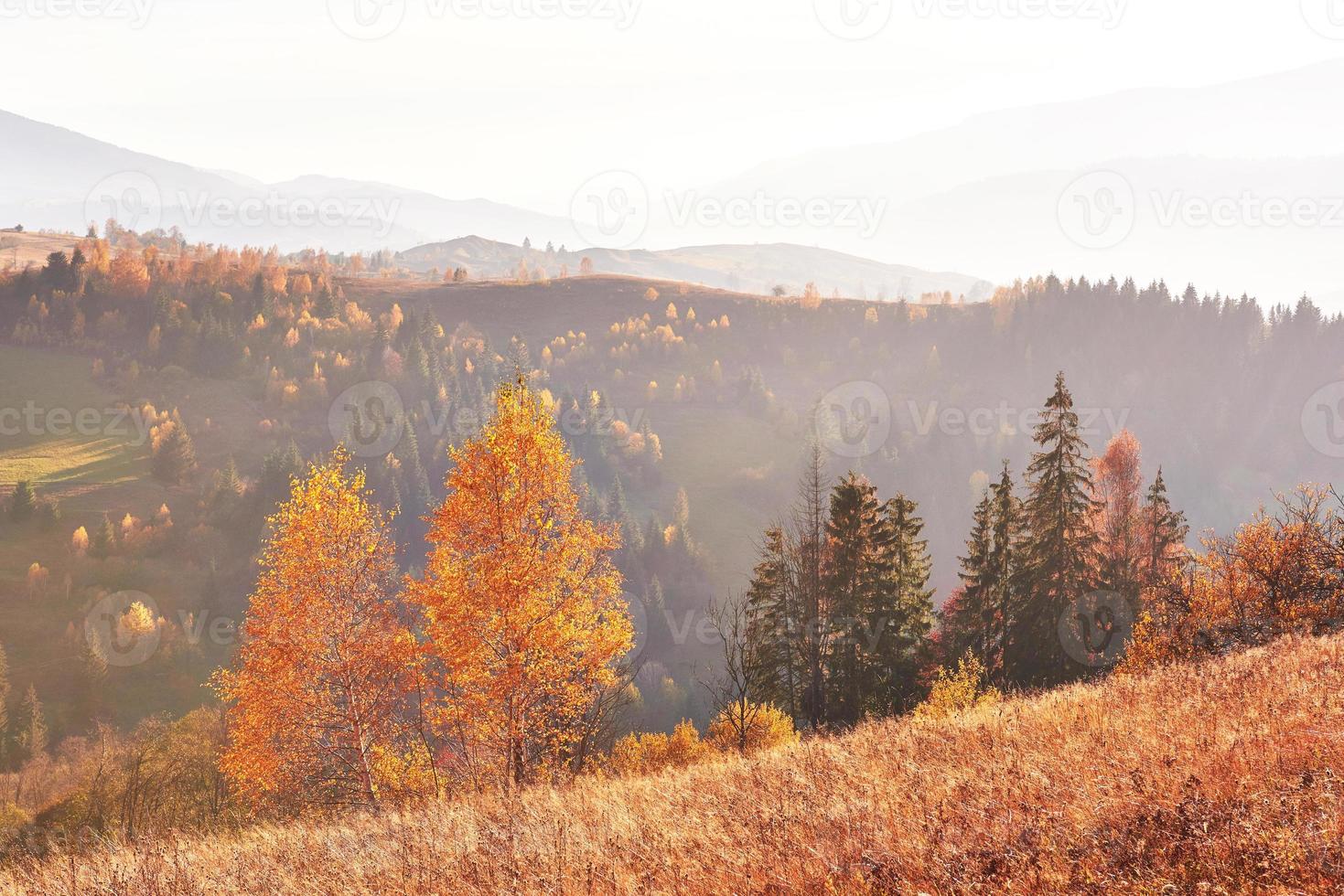 birch forest in sunny afternoon while autumn season. Autumn Landscape. Ukraine. photo