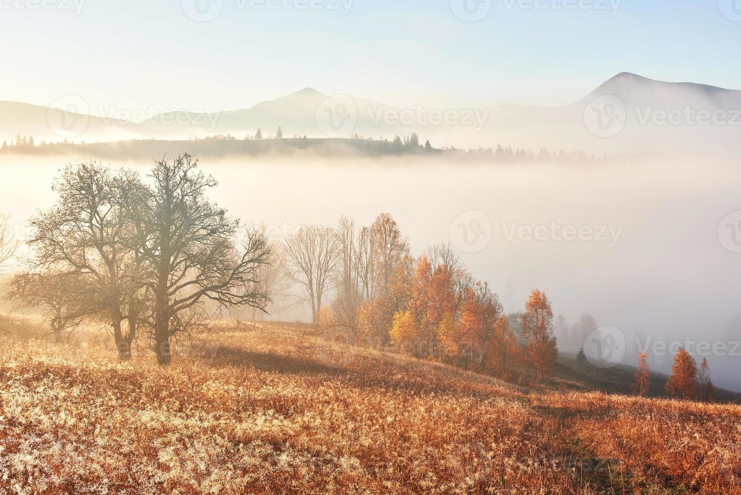 árbol brillante en la ladera de una colina con rayos soleados en el valle de la montaña cubierto de niebla. hermosa escena de la mañana. hojas de otoño rojas y amarillas. cárpatos, ucrania, europa. descubre el mundo de la belleza foto