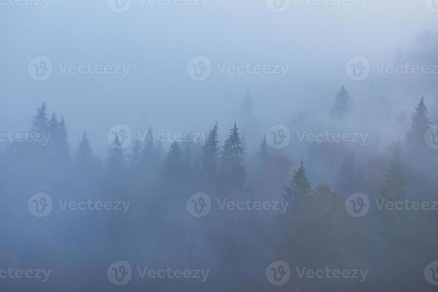 Fairy sunrise in the mountain forest landscape in the morning. The fog over the majestic pine forest. Carpathian, Ukraine, Europe. Beauty world photo