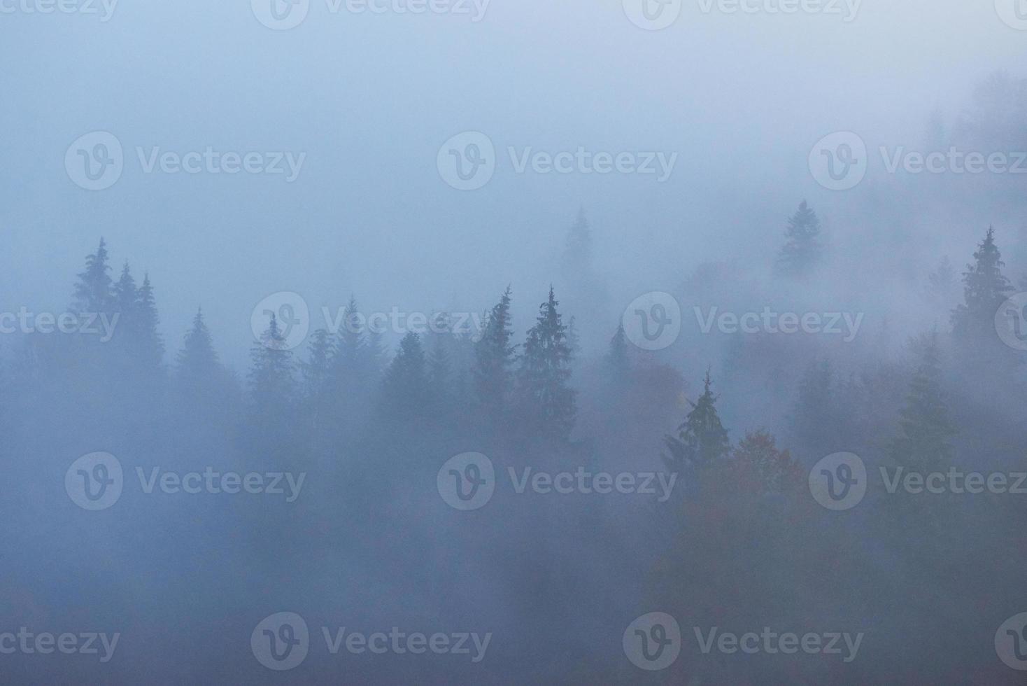 amanecer de hadas en el paisaje del bosque de montaña por la mañana. la niebla sobre el majestuoso pinar. cárpatos, ucrania, europa. mundo de la belleza foto