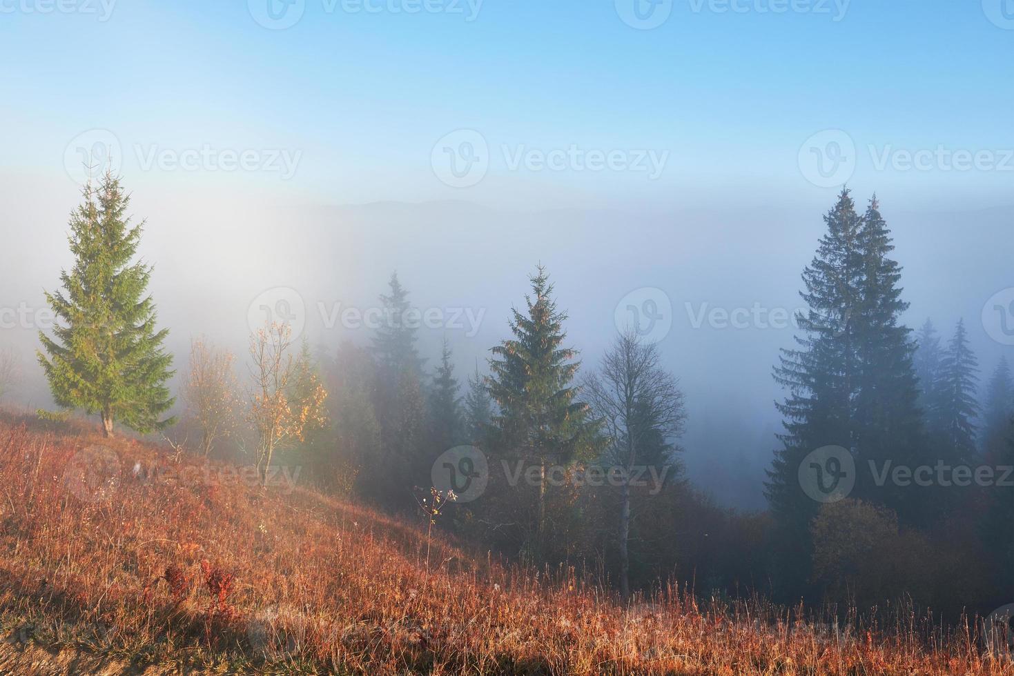 amanecer de hadas en el paisaje del bosque de montaña por la mañana. la niebla sobre el majestuoso pinar. cárpatos, ucrania, europa. mundo de la belleza foto