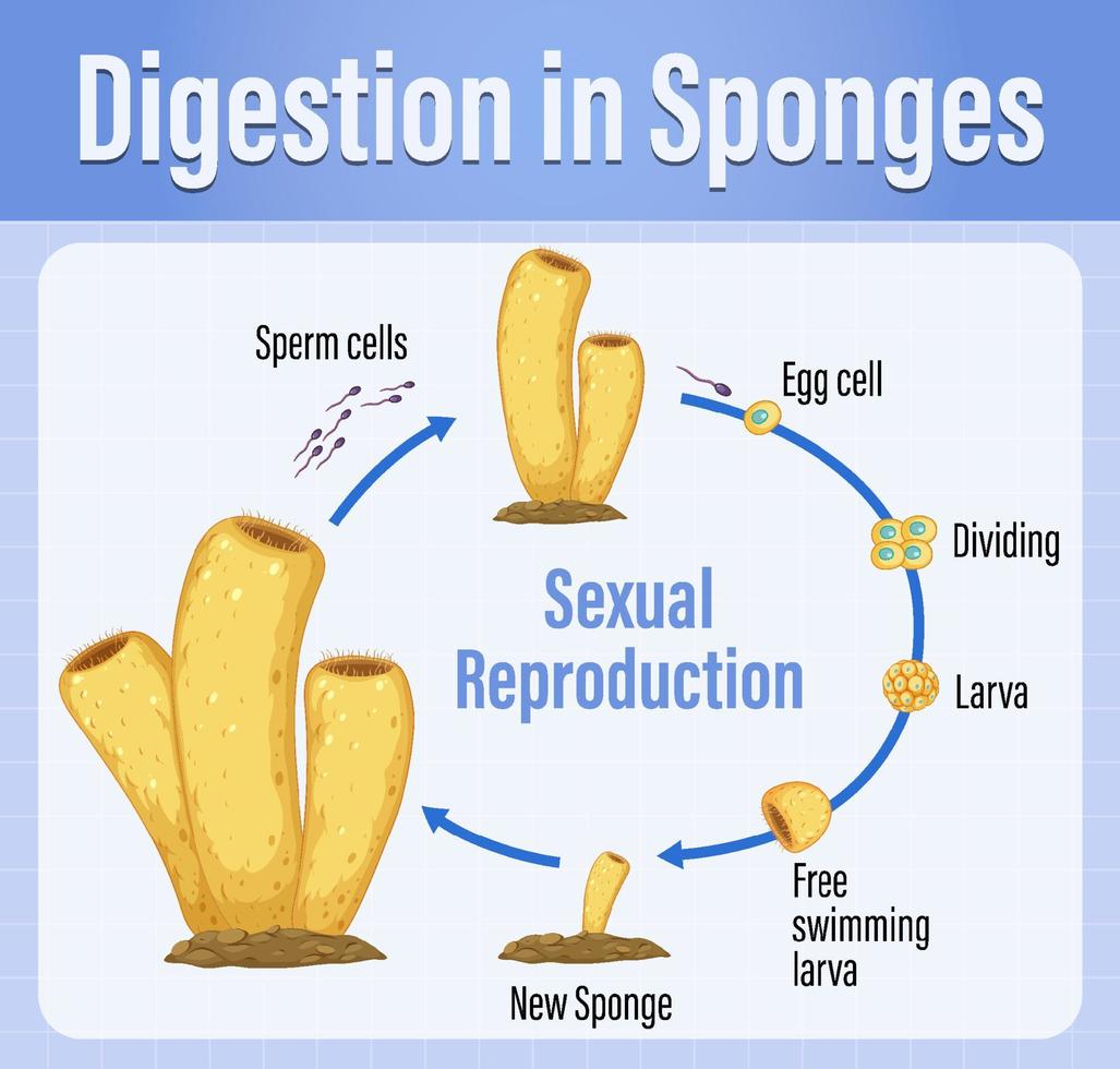 Diagram showing digestion in sponges 6350182 Vector Art at Vecteezy