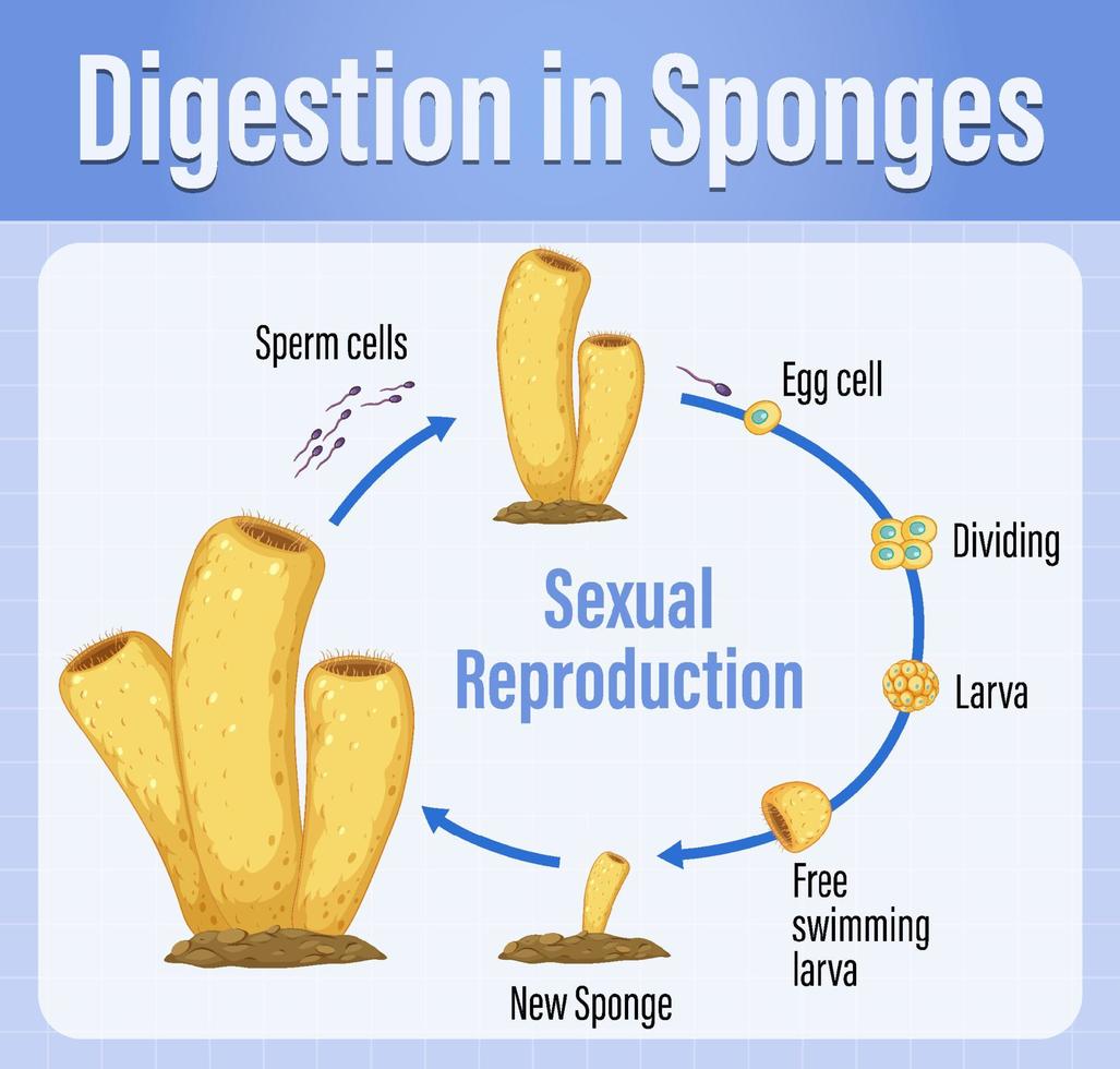 Diagram showing digestion in sponges vector