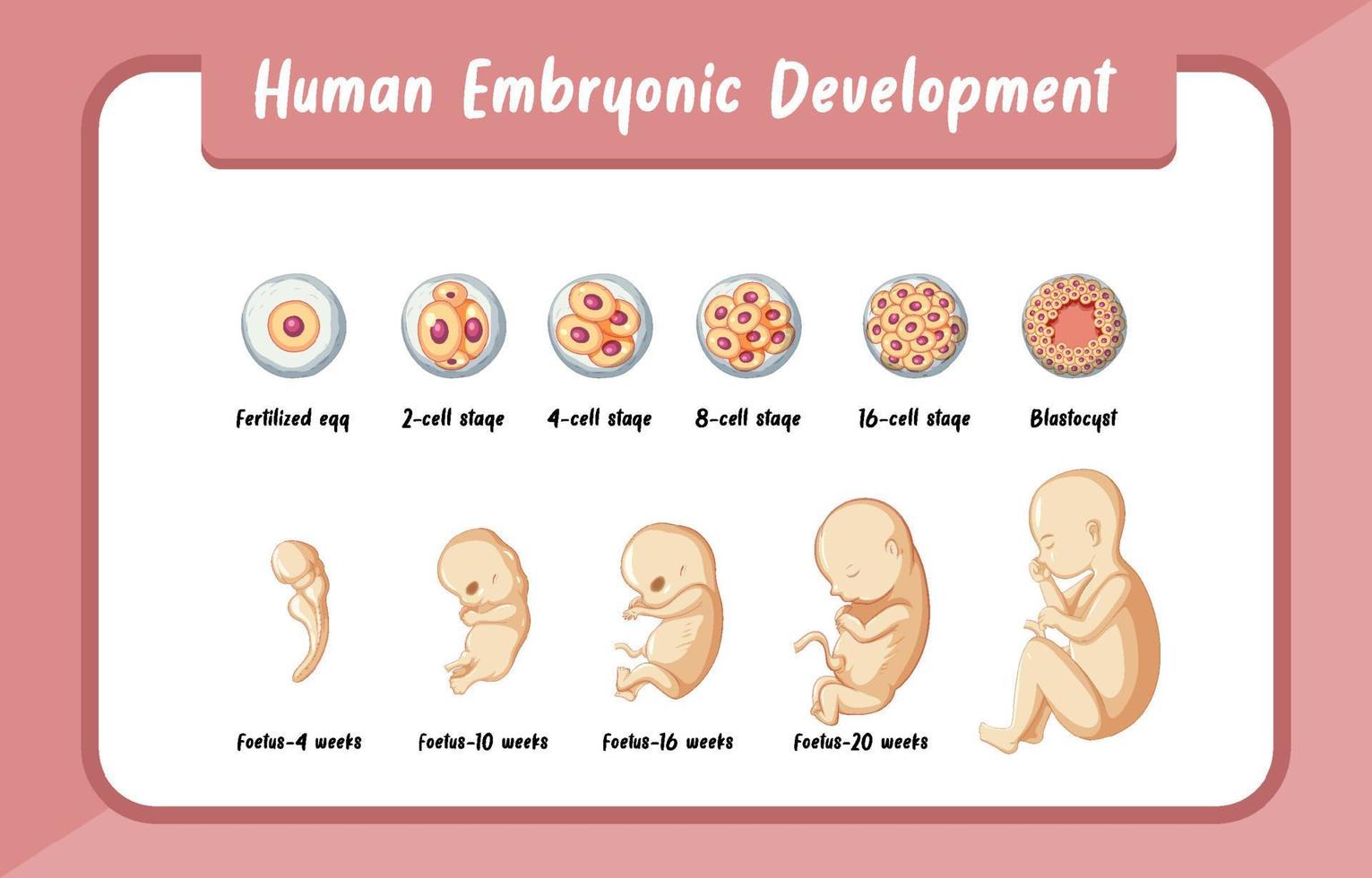 infografía desarrollo embrionario humano vector
