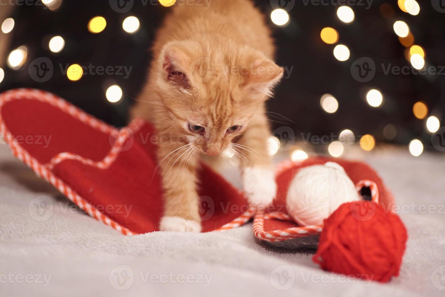 foto navideña con un lindo gato jengibre de luces de colores en el fondo