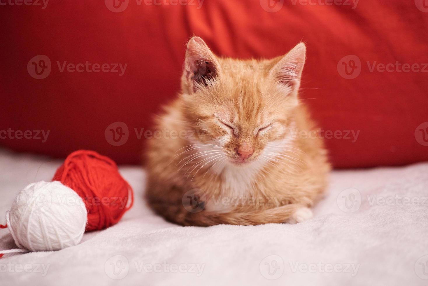 Christmas picture with a cute ginger cat on the red background photo