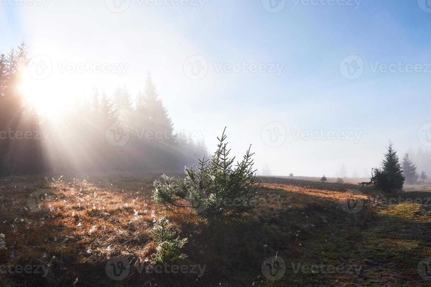 hermosa niebla matutina y rayos de sol en el bosque de pinos de otoño foto