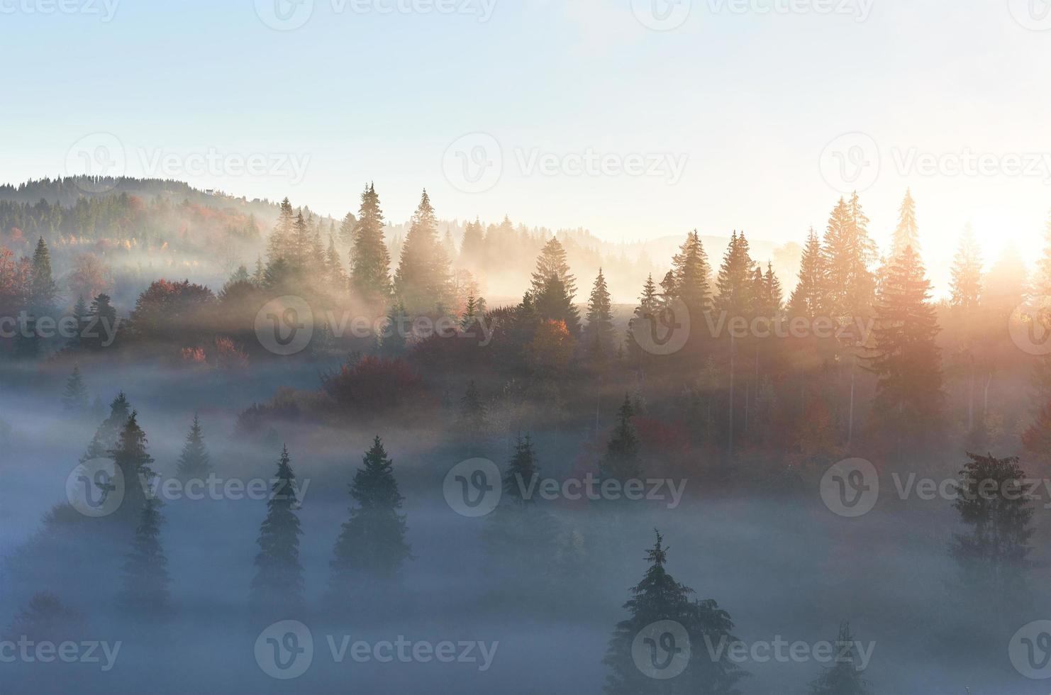 Fairy sunrise in the mountain forest landscape in the morning. The fog over the majestic pine forest. Carpathian, Ukraine, Europe. Beauty world photo