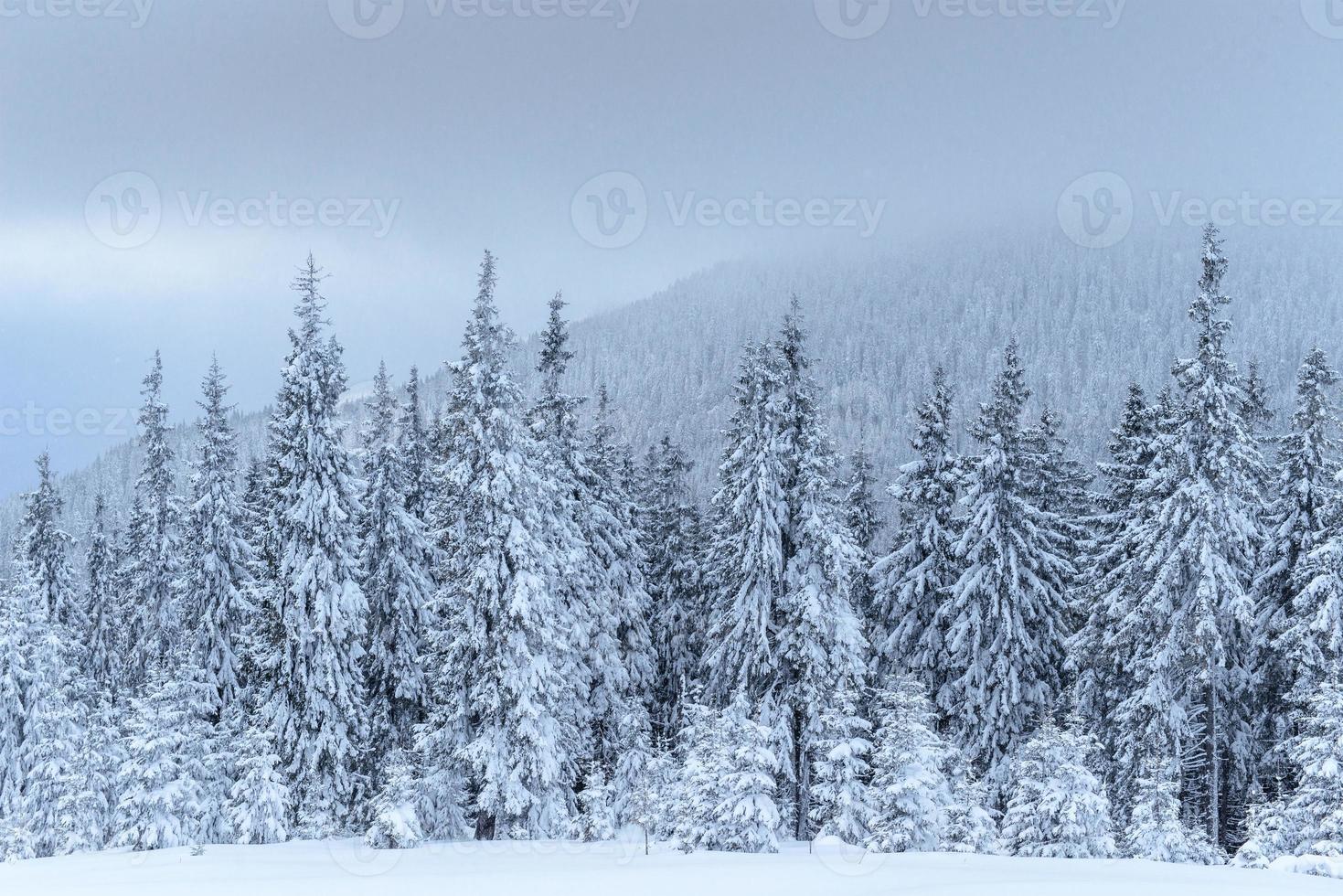 Frozen winter forest in the fog. Pine tree in nature covered with fresh snow Carpathian, Ukraine photo