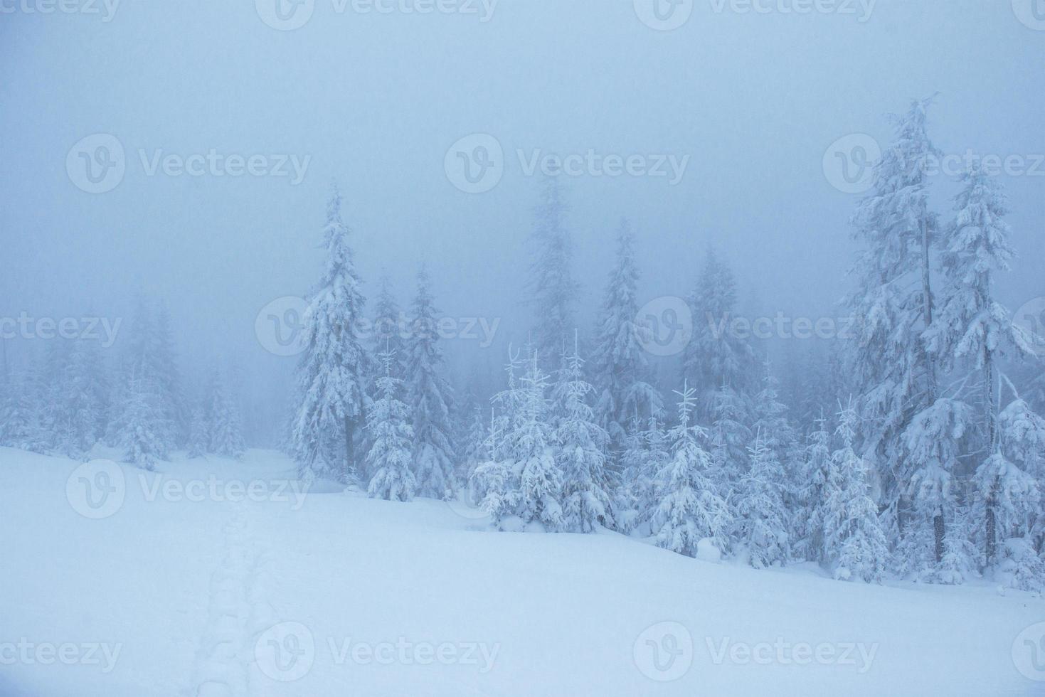 Frozen winter forest in the fog. Pine tree in nature covered with fresh snow Carpathian, Ukraine photo