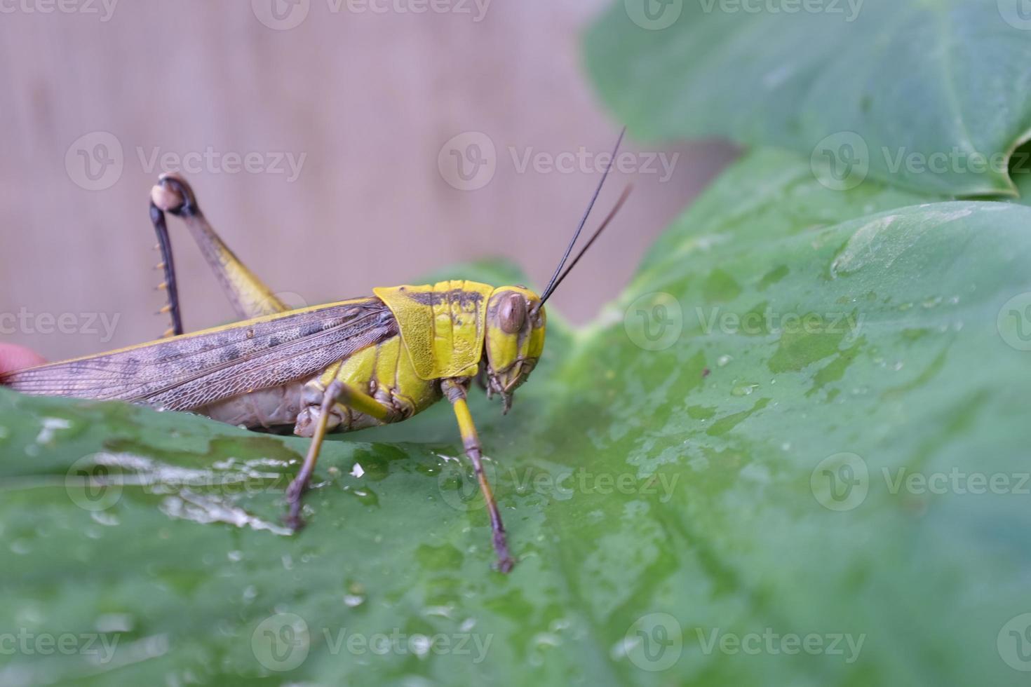 saltamontes en la naturaleza foto