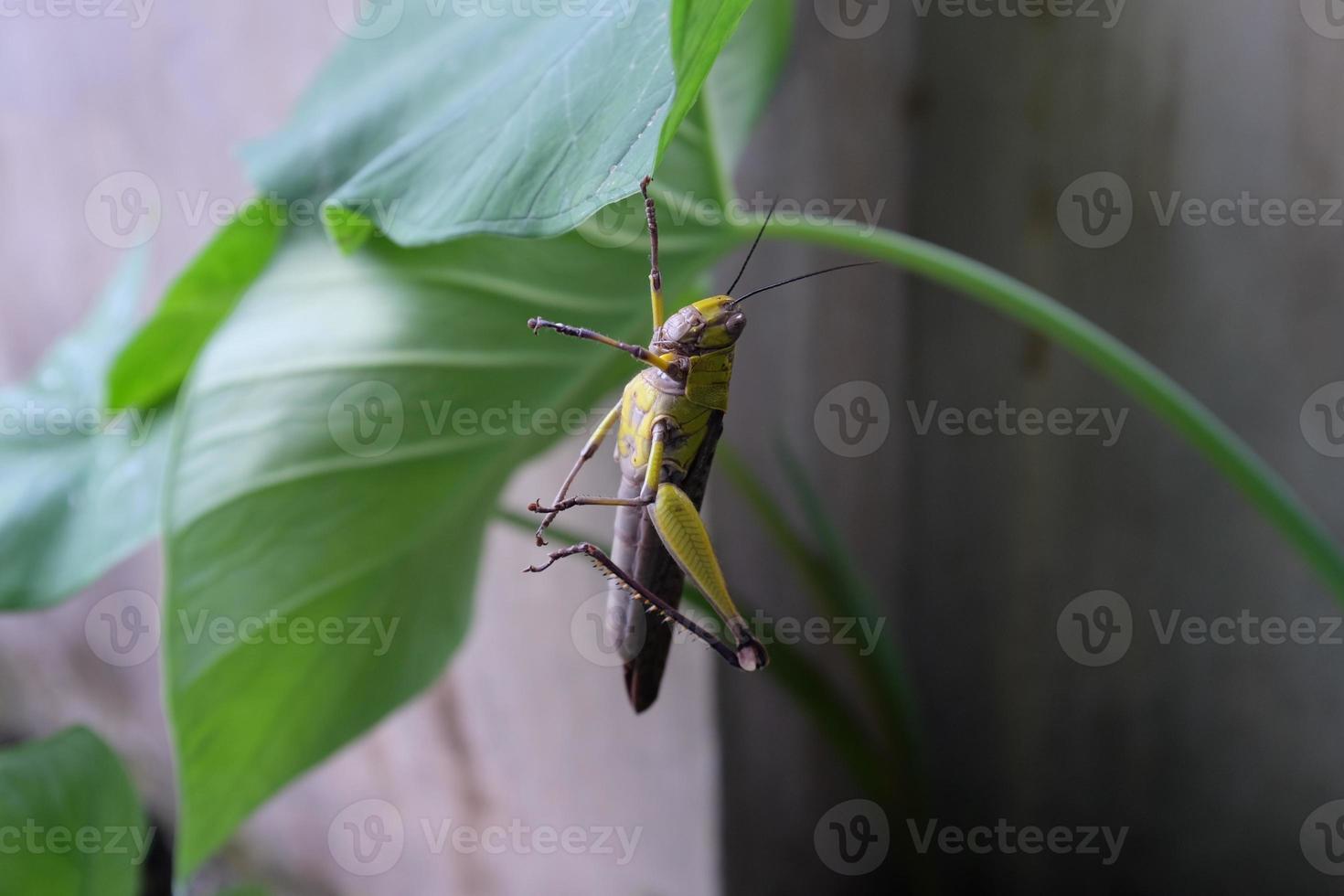 saltamontes en la naturaleza foto