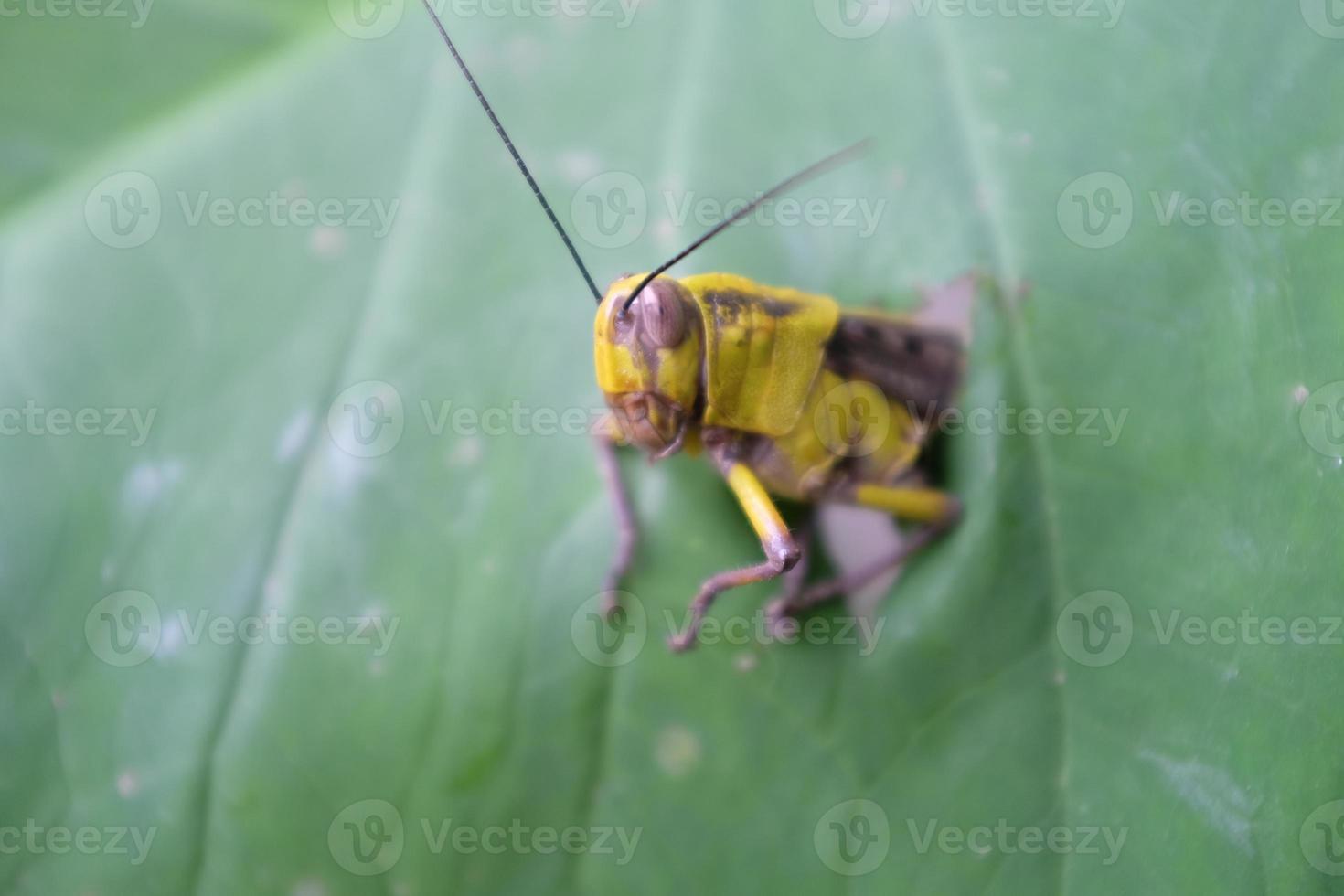 Grasshopper in nature photo