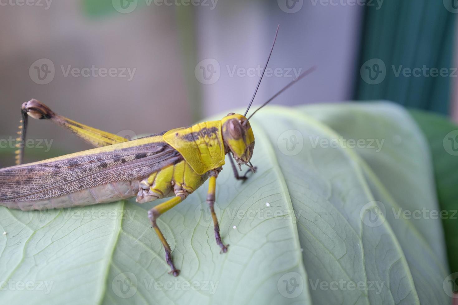 Grasshopper in nature photo