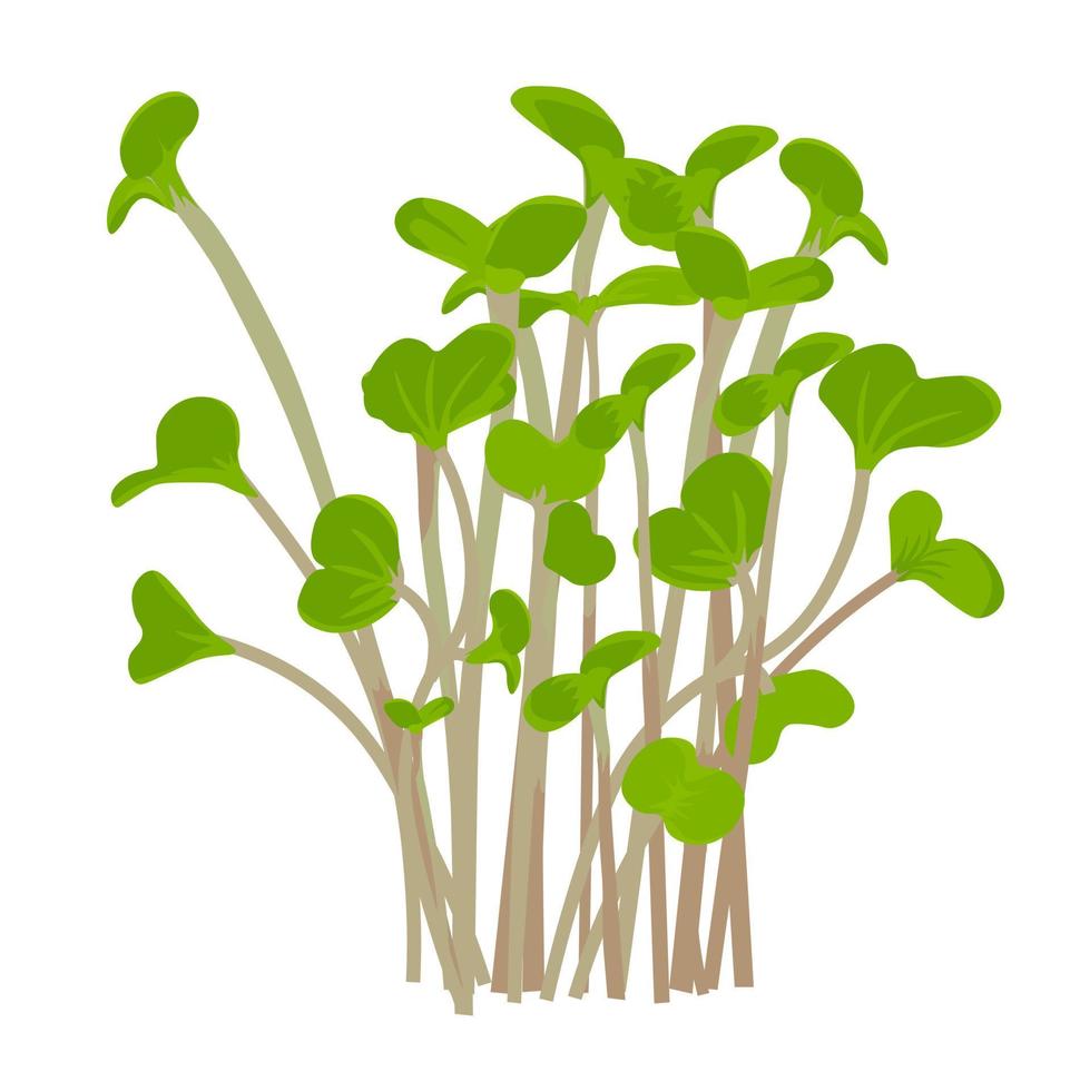 Radish sprout vector stock illustration. sprouted red radish. Micro-village.of young plants. Sprouted seeds are green grass Isolated on a white background.