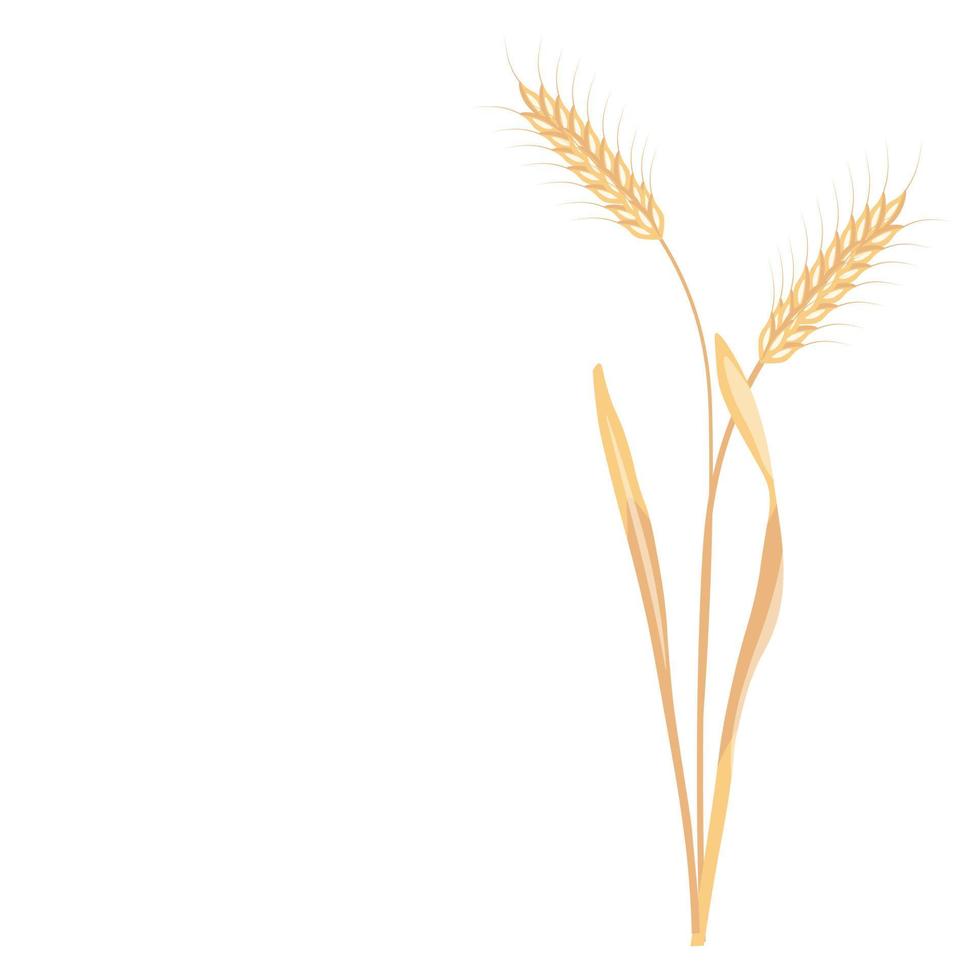 Wheat vector stock illustration. Rye. Ears of oats. Golden ripe barley grains. A field plant. Illustration for flour and Isolated on a white background.