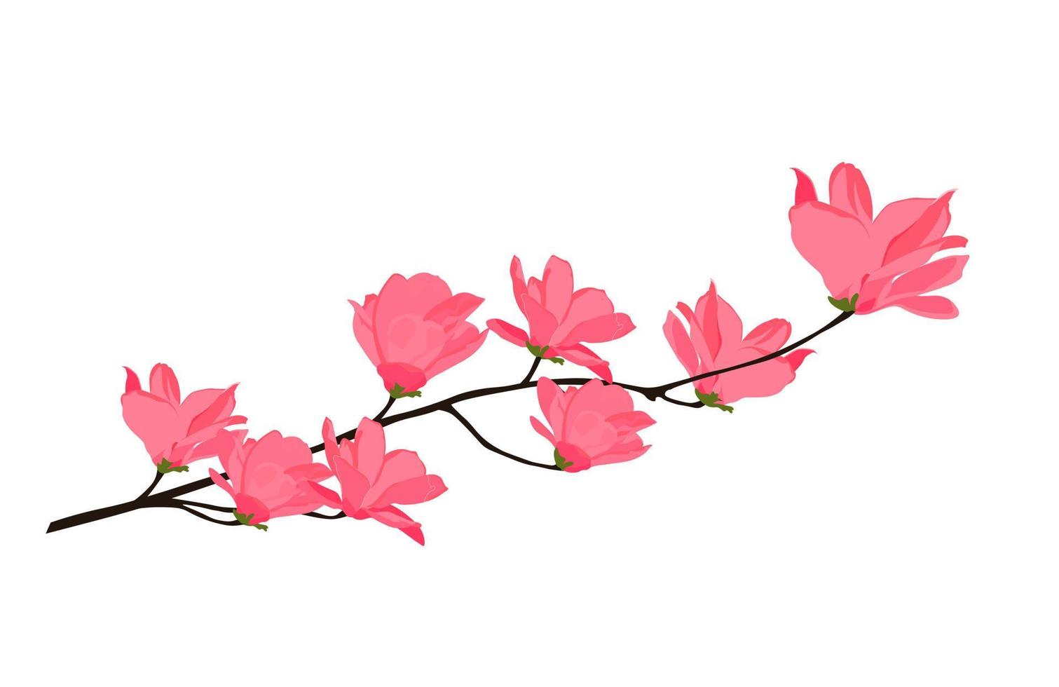 ilustración de stock vectorial de magnolias. primer plano de capullos de rosa. flor del lirio. una rama de un árbol para una invitación. Aislado en un fondo blanco. vector