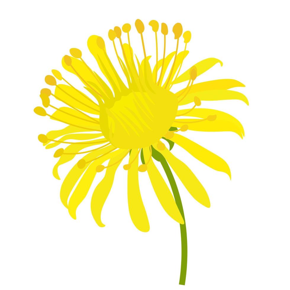Ilustración de stock de vector de diente de león. flor de primavera. primer plano de flor amarilla. Aislado en un fondo blanco