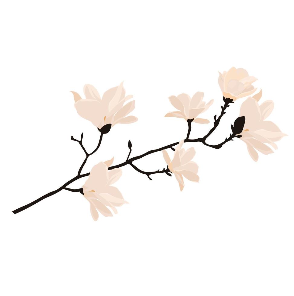 White magnolia vector stock illustration. A branch with beige flowers in pastel beige tones. Spring illustration template for a card. Isolated on a white background.