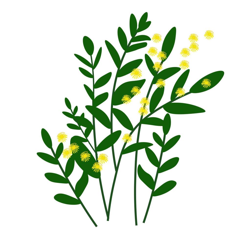 mimosa vector stock illustration. Spring yellow flowers. Green leaves, a bush. Spring greeting card, juicy grass. Isolated on a white background.