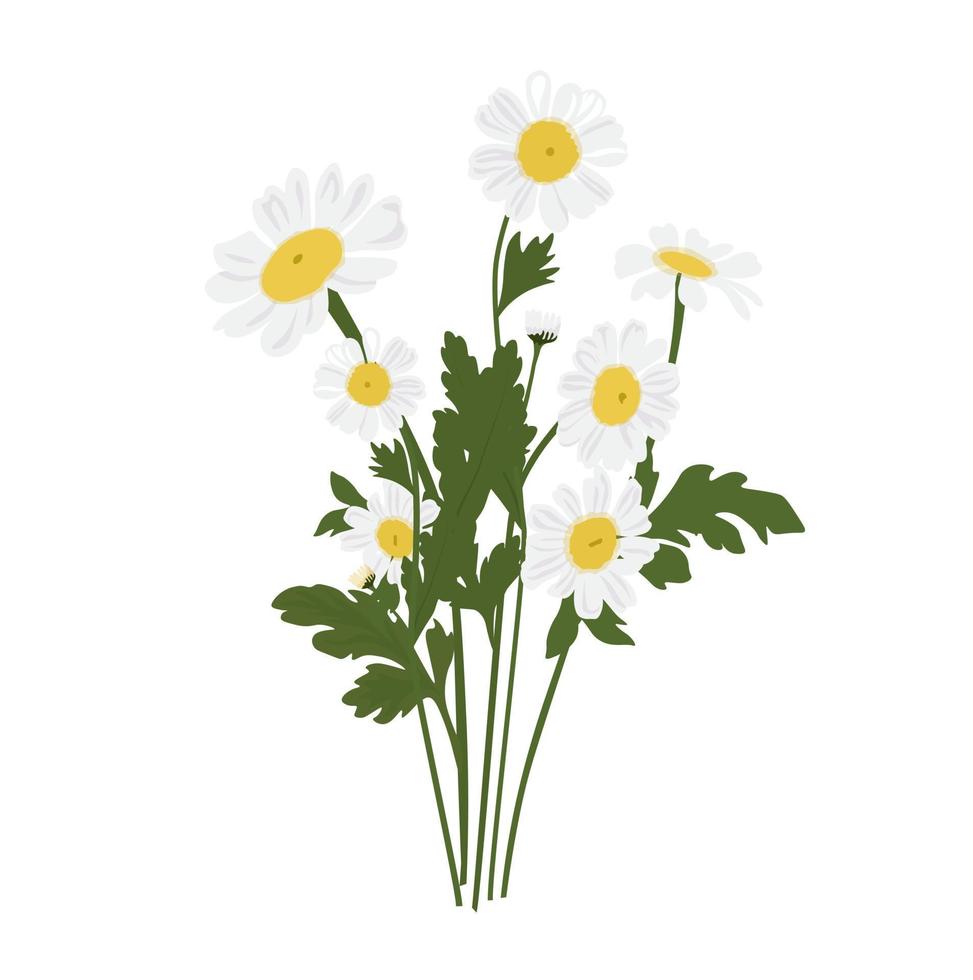 Bouquet of daisies vector stock illustration. Spring bunch of meadow flowers. White petals. Isolated on a white background.