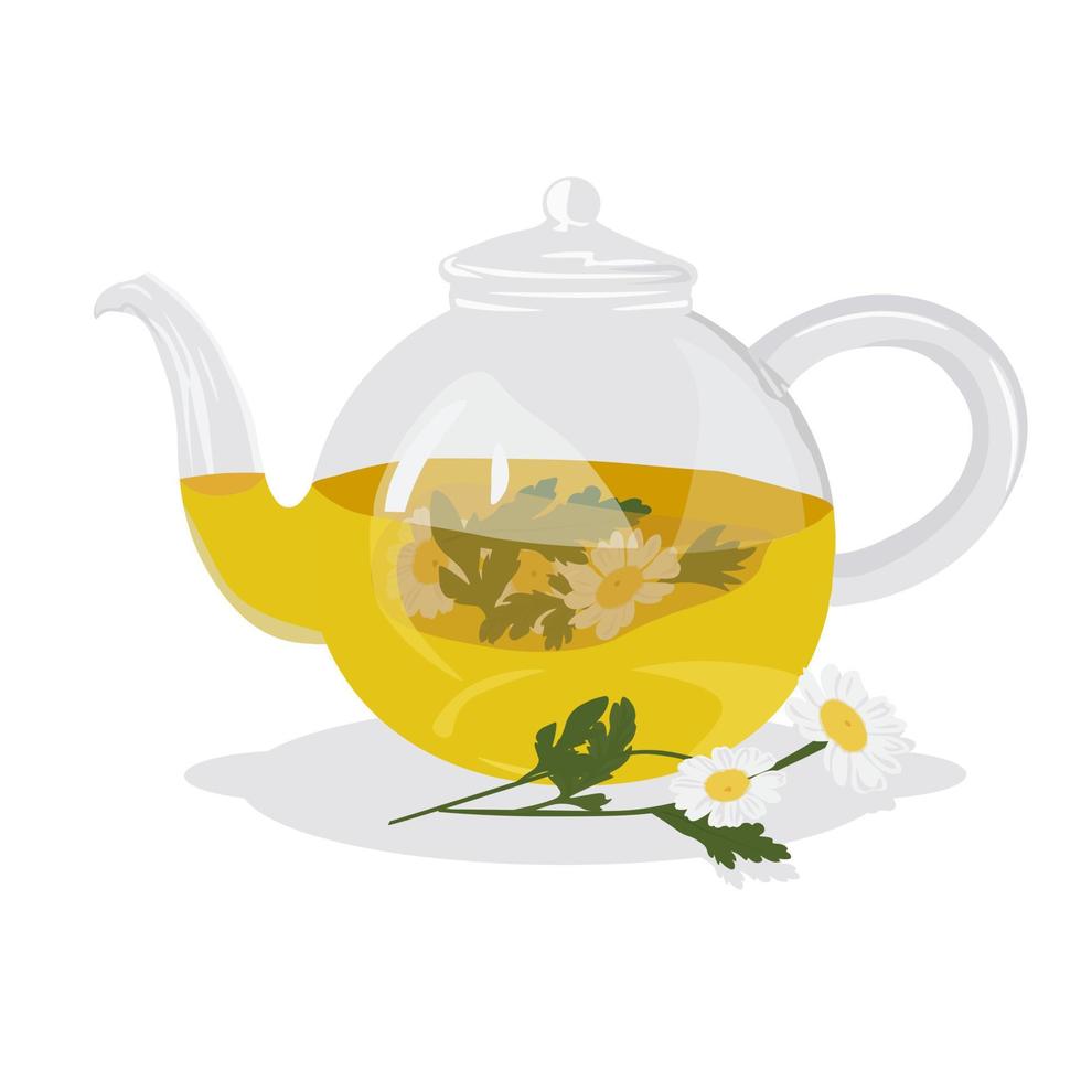 Chamomile tea vector stock illustration. Hot herbal drink in a teapot for colds. A soothing medical remedy. Isolated on a white background.