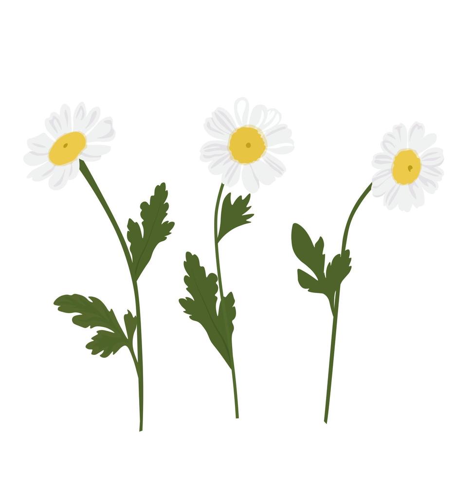 Daisies set vector stock illustration close-up. Spring green flowers. Daisies. Isolated on a white background.