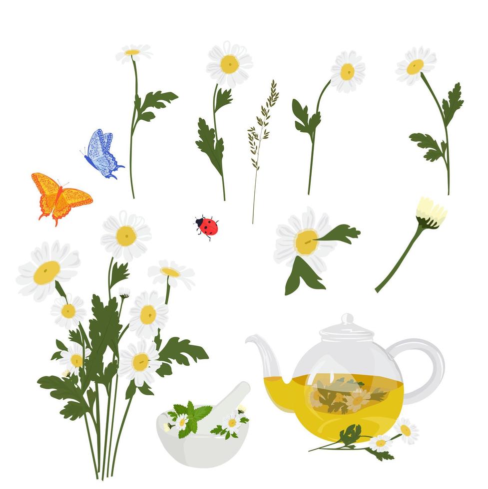 juego de margaritas para pegatinas. un ramo de flores, mariposas, té de hierbas. primer plano de margaritas. ilustración de stock vectorial. Aislado en un fondo blanco. vector