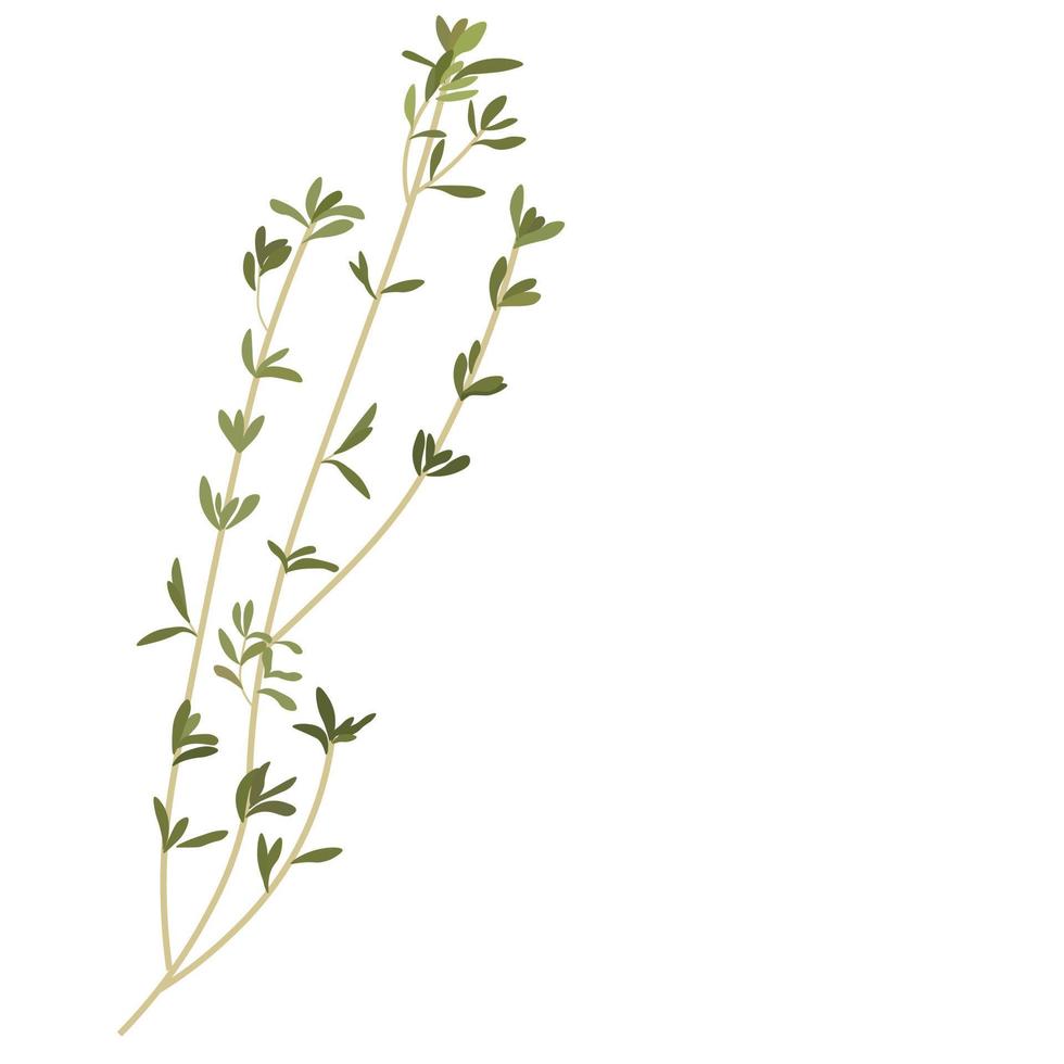 Thyme vector stock illustration. A green branch of thyme. Isolated on a white background. Plant. Spice of Provencal herbs. Seasoning.