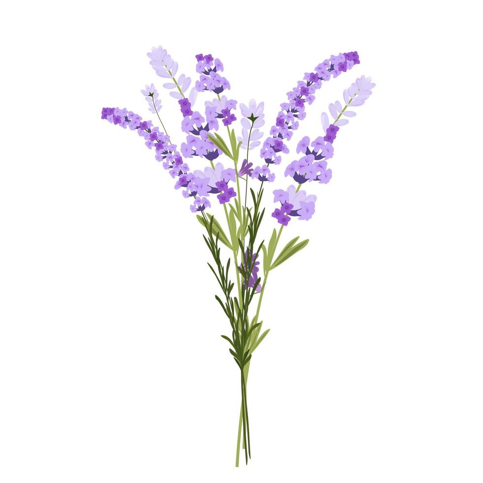 Ilustración de stock vectorial de lavanda. Flores moradas. un ramo delicado para una invitación de boda. hierbas aromáticas de provenza. Aislado en un fondo blanco. vector