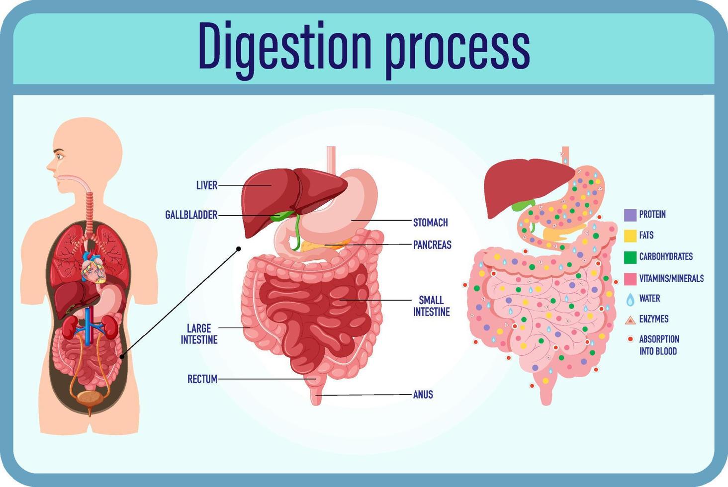 Digestión y células de digestión e intestino delgado. vector