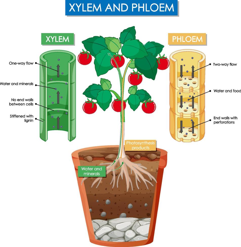 Diagram showing xylem and phloem plant vector