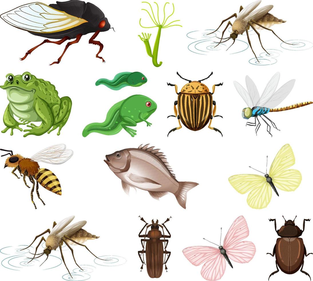 diferentes tipos de insectos y animales sobre fondo blanco vector