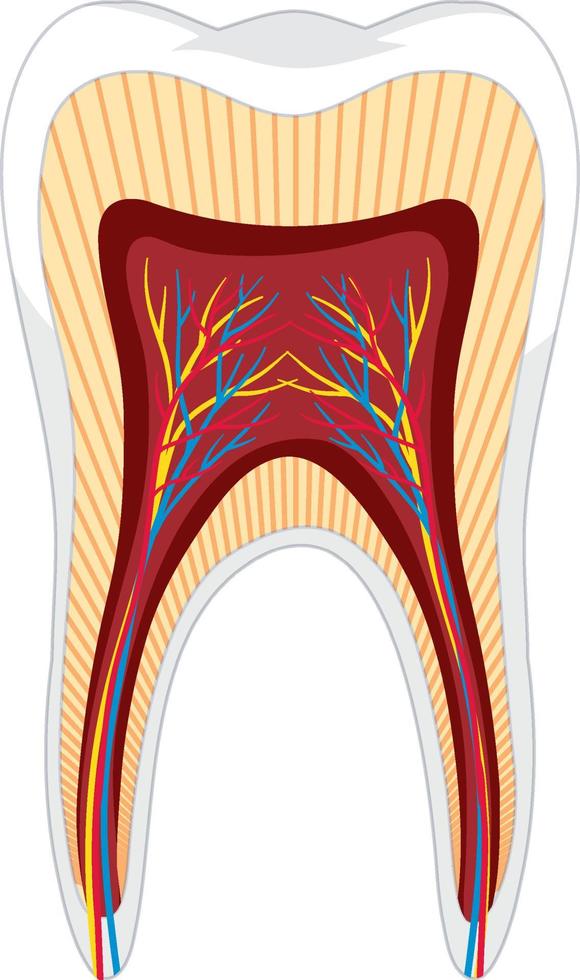 Tooth anatomy ion white background vector