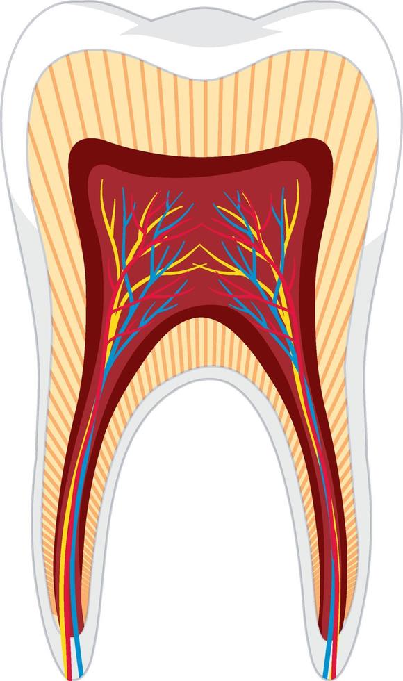 diente anatomía ion fondo blanco vector