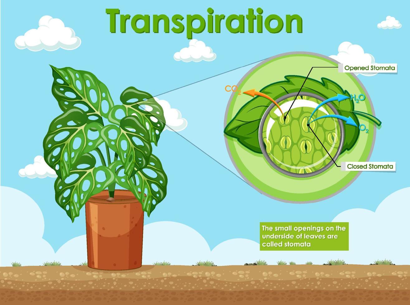 diagrama que muestra la transpiración en las plantas vector